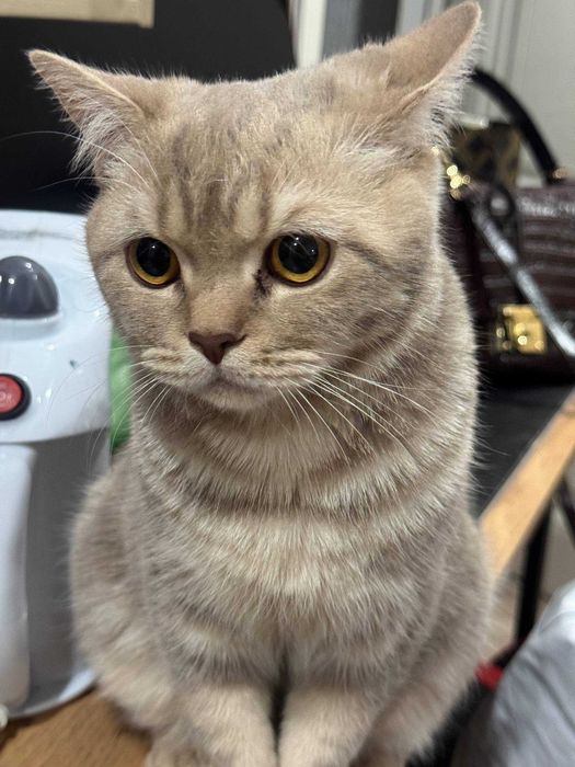 Отдаем котика Бруно в добрые руки