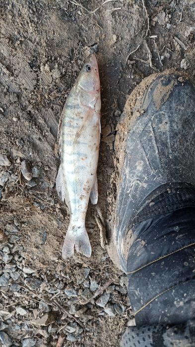 ірі бершиктер бар свежыи