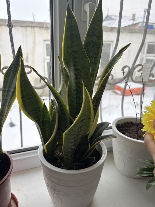 комнотные растение