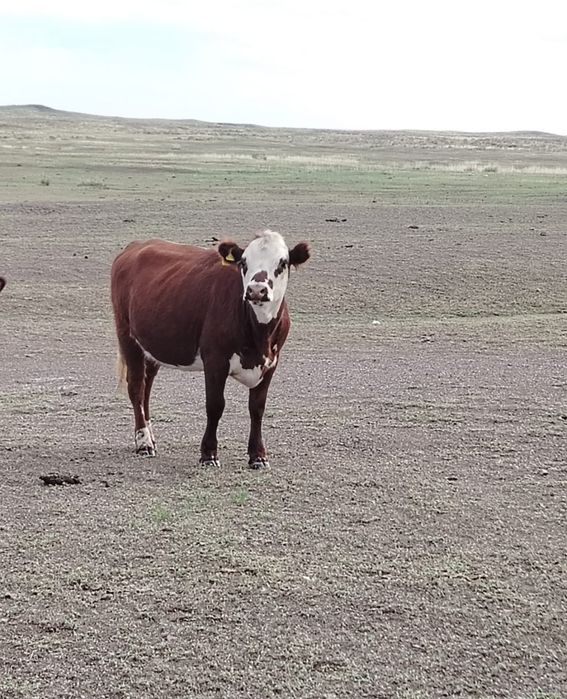 Коровы сиырлар 5 голов!