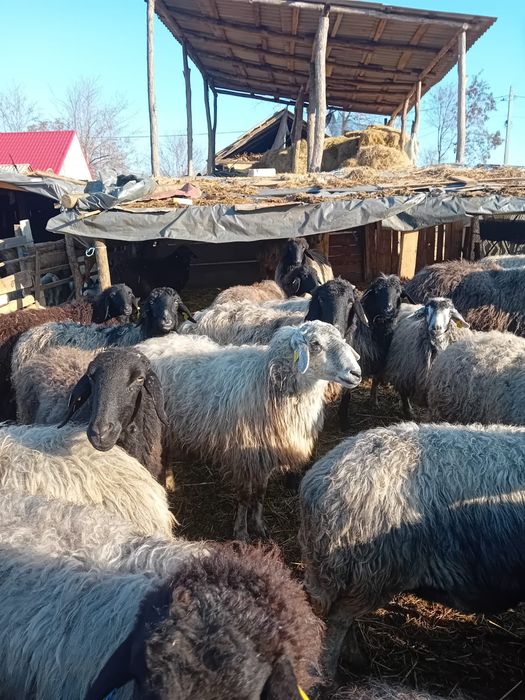 De vânzare oi cu miei