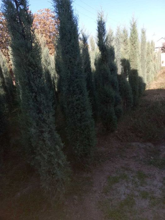 Голубой кипарис навли арчалар