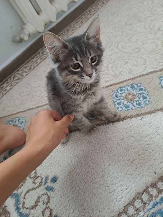 Котята  серый девочка