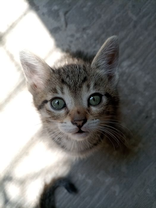 Котёнок мальчик продам.