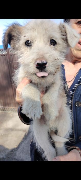 Дарю щенят!       .