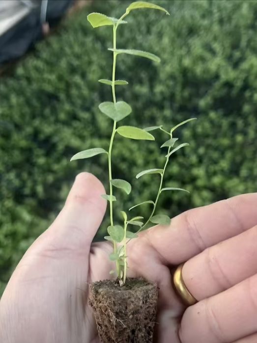 Голубика саженцы оптом