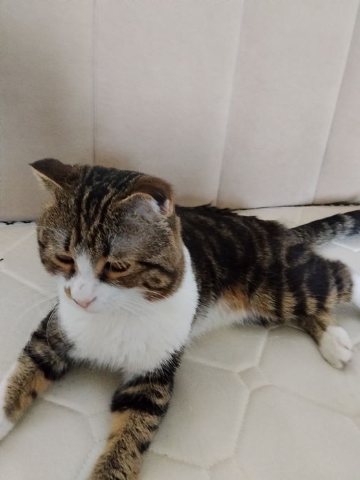 Отдаю кота в добрые руки