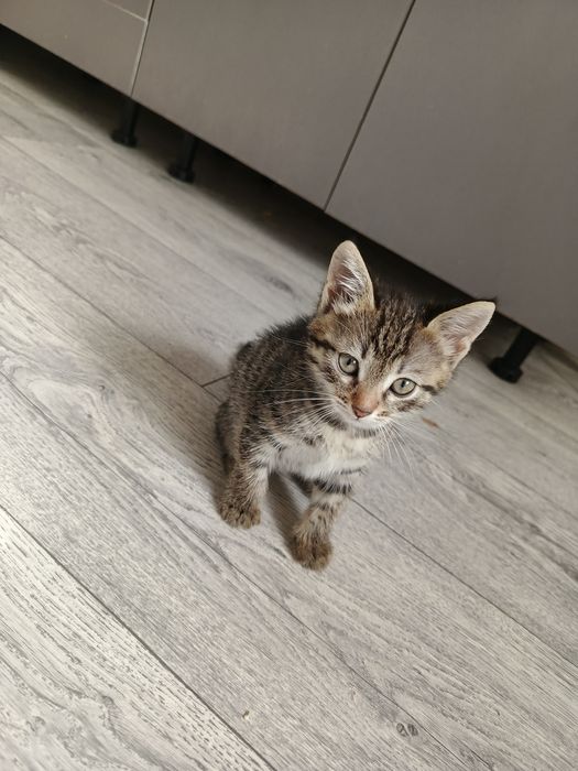 Котята бесплатно