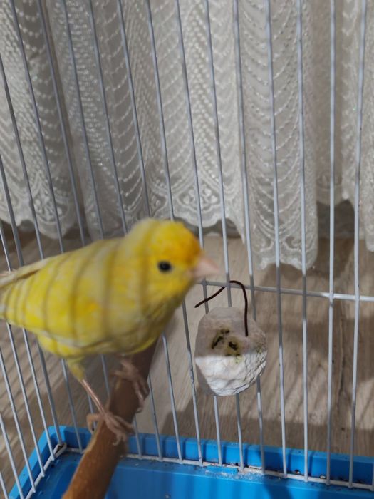 Продается канарейка, 2 года, пение тройник