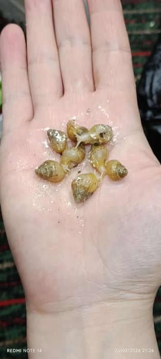 Ulitka sotiladi ahatina fulika albinos tuhimlagan