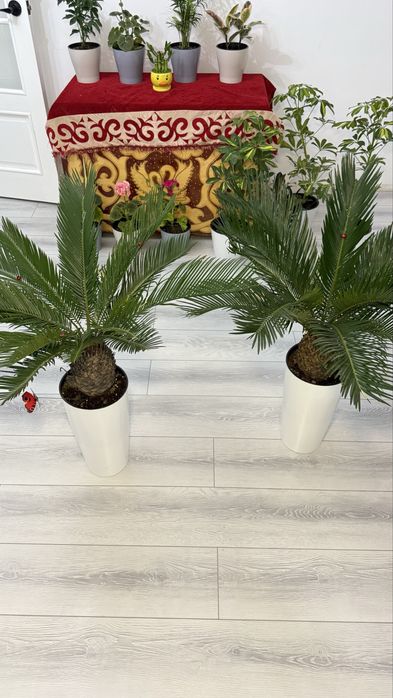 Цикас ( пальма )