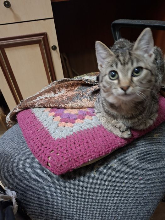 Отдаём бесплатно котика