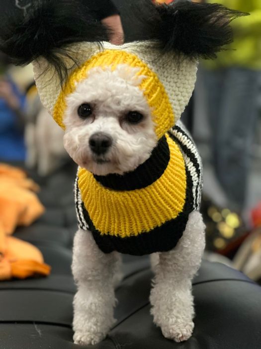 Вязание для собак