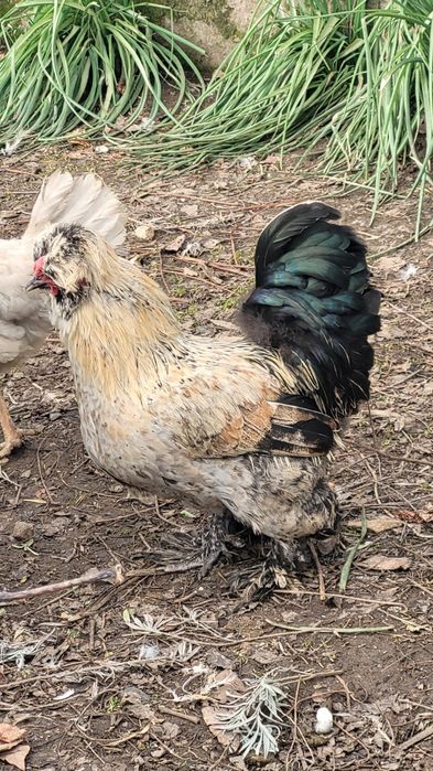 Cocosi motati încălțați bărboși.