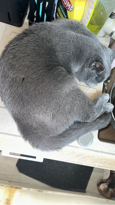 Pet sitter, pensiune pisici