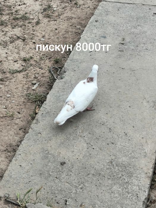 Голуби кус кептер
