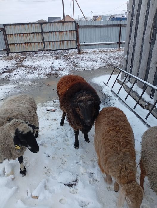 Продам курдючного барана производителя