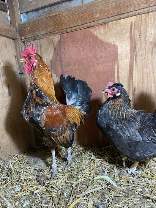 Китаец пара, петух бомба