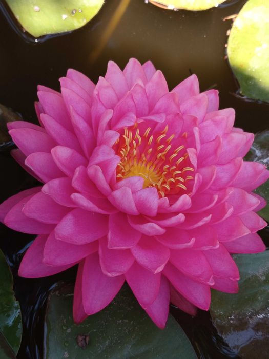 Сортови Водни лилии и тор за тях