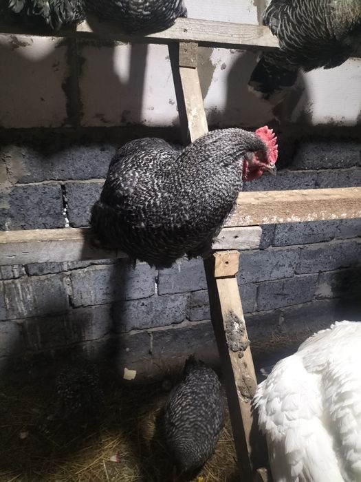 Петушок,индюк(күркетауық)