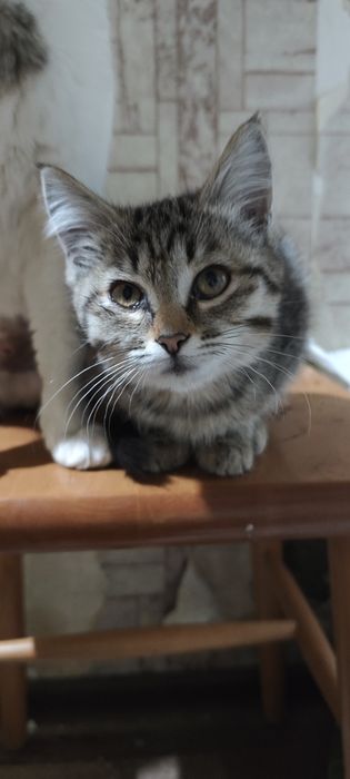 Отдам даром котёнка девочка