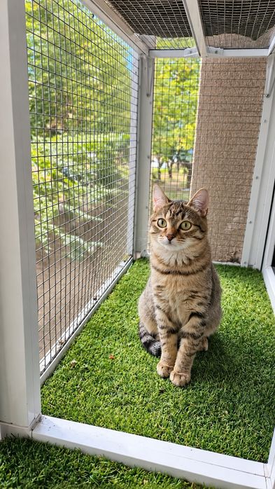 Adoptie pui pisica