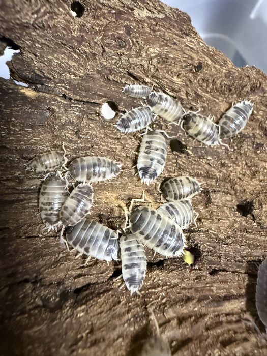 Izopozi / Izopode pentru Terrariu