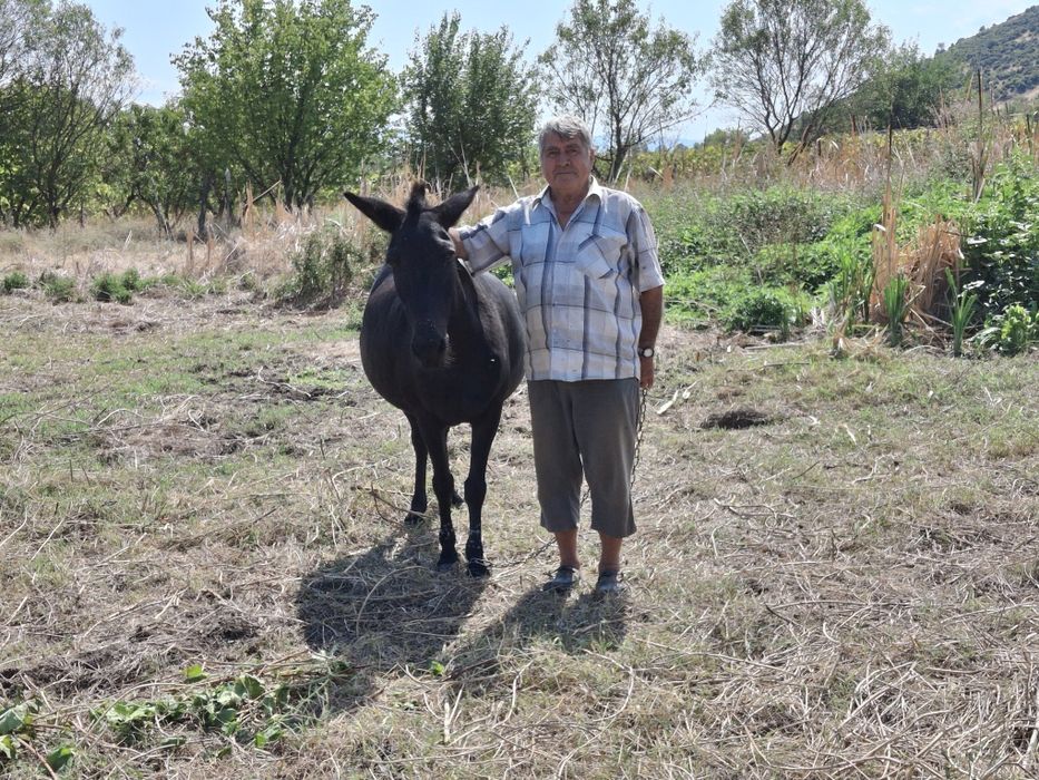 Продава се муле на средна възраст, около 700кг.