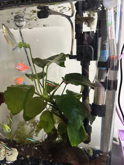 Аквариум за рибки