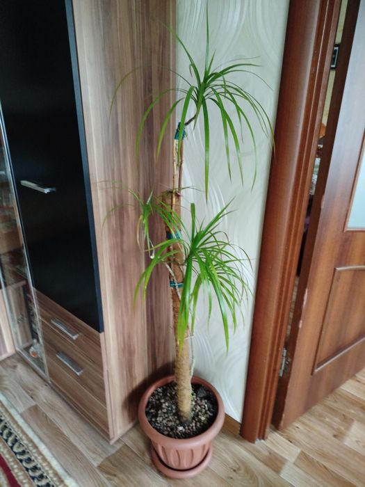 Продаются растения