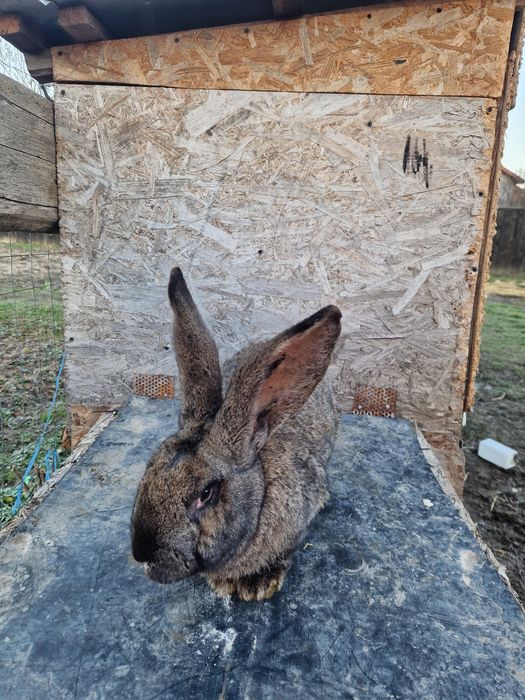 Urias german gri fier