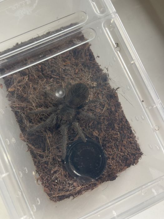 Тарантула Tarantula Lasiodora Parahybana