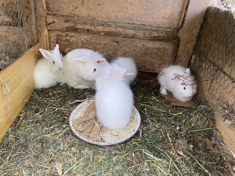 Iepuri cap de leu 50 lei bucata