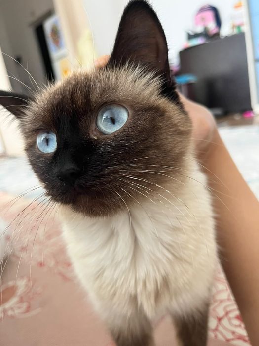 Отдам кошку в хорошие руки