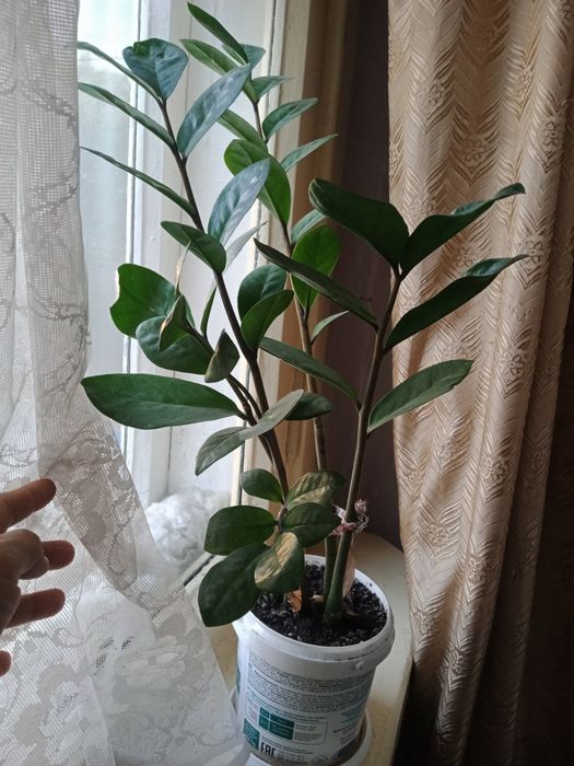 Комнатные цветы. Реальная цены.