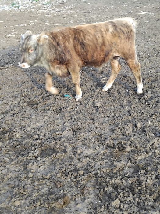 Vând taur și tăurasi