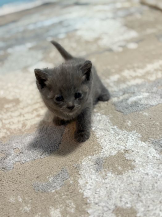 Отдам котят в добрые руки