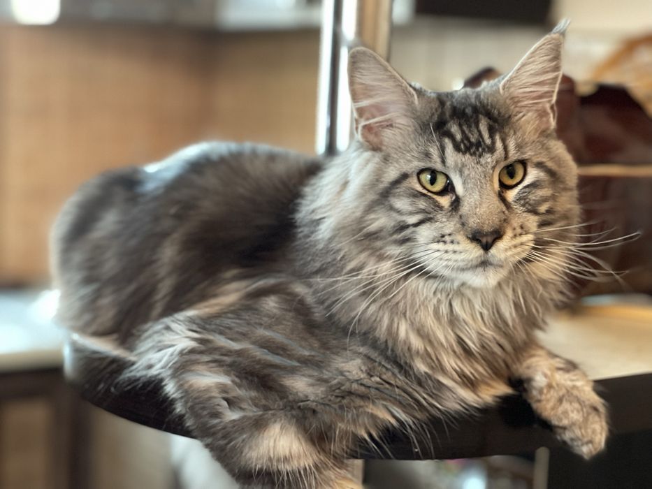 Вязка  кота Мейн Кун