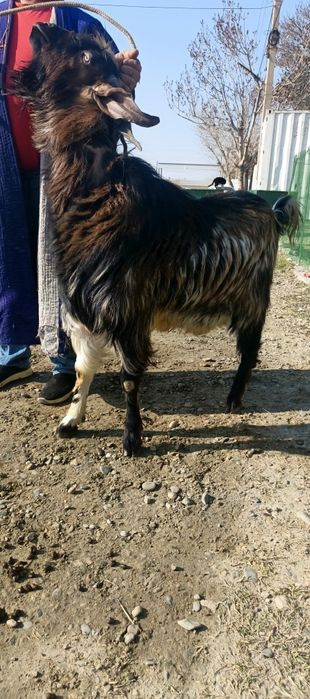 Эчки Така сотилади