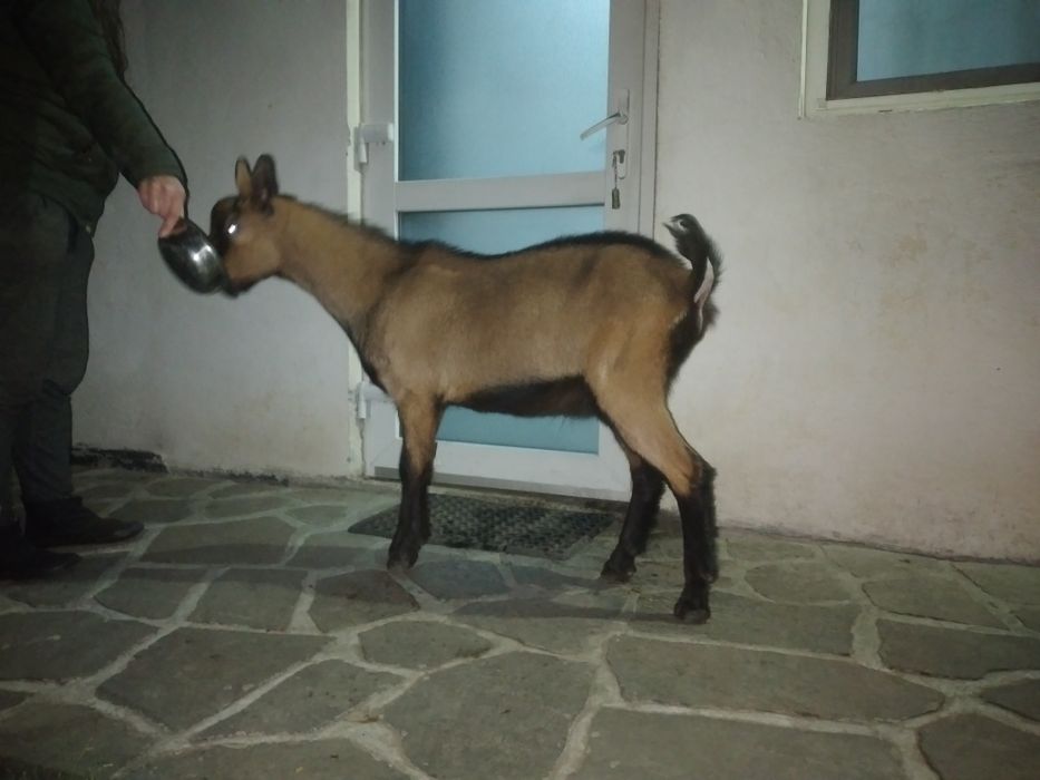 Capra Alpina Franceza și Țap