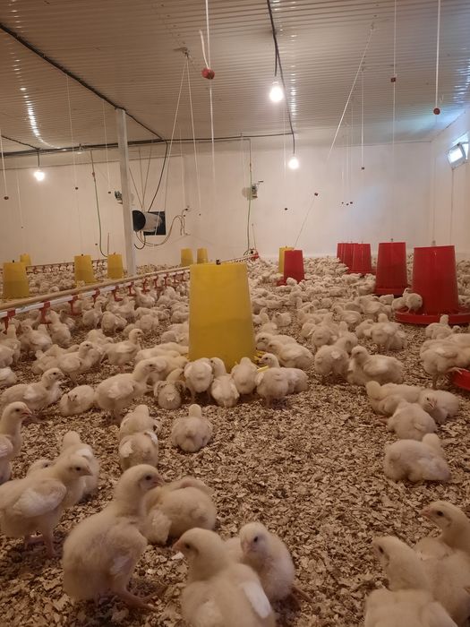 Бройлеры Росс 308- кобб 500