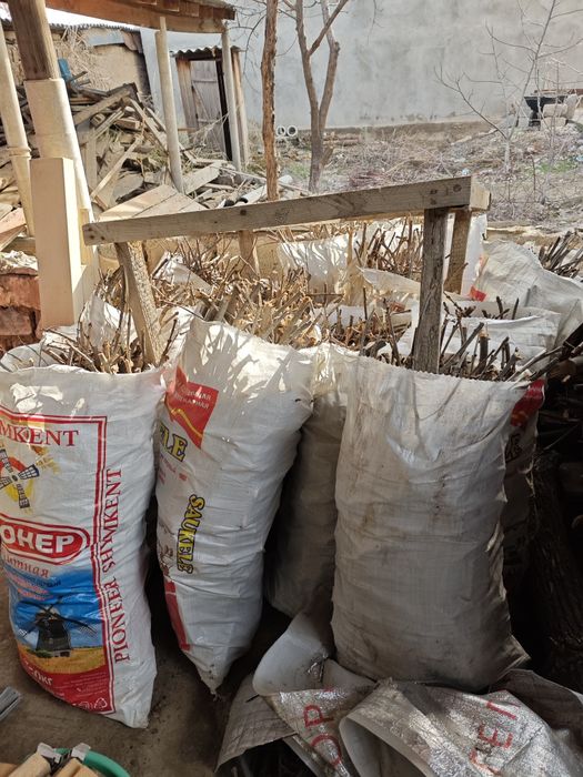 Ағаштар 500 тг қабына