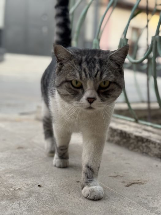 Кот в хорошие руки отдам даром