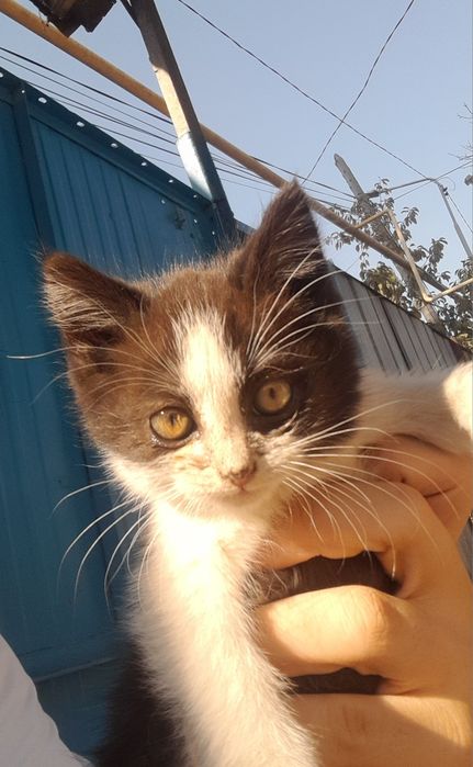 Отдам котят в хорошие руки
