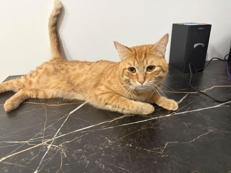Отдам кота в добрые руки