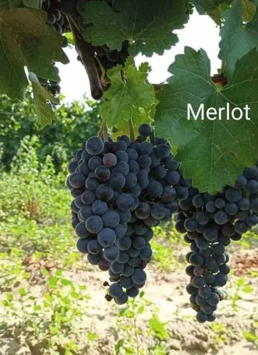 Bună ziua!  Oferim struguri spre vânzare în toată țara