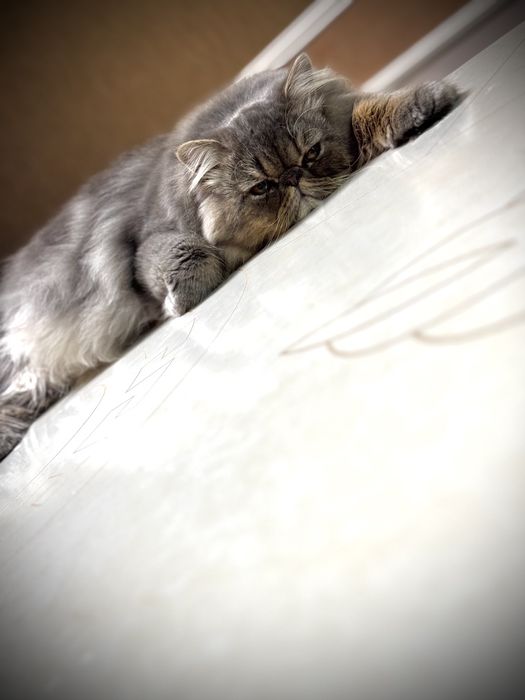 Вязка Персидский кот