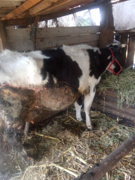 Vand vaca de doi viteji