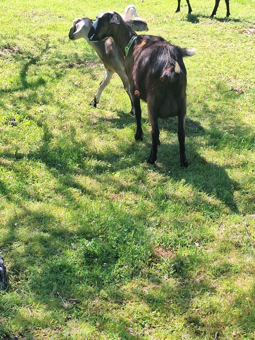 Capra Alba de Banat