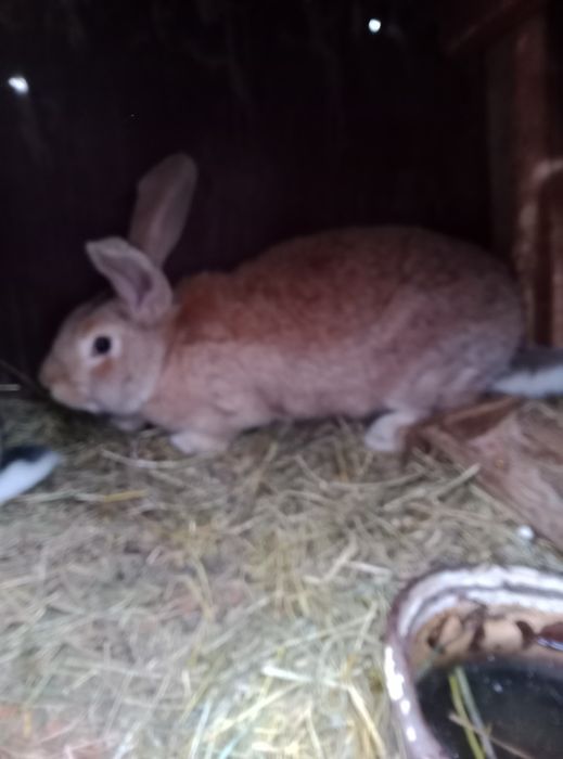 Iepuroaice de vanzare